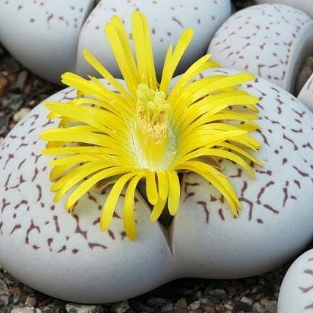 Dinteranthus Vanzylii PV644 seeds - 10