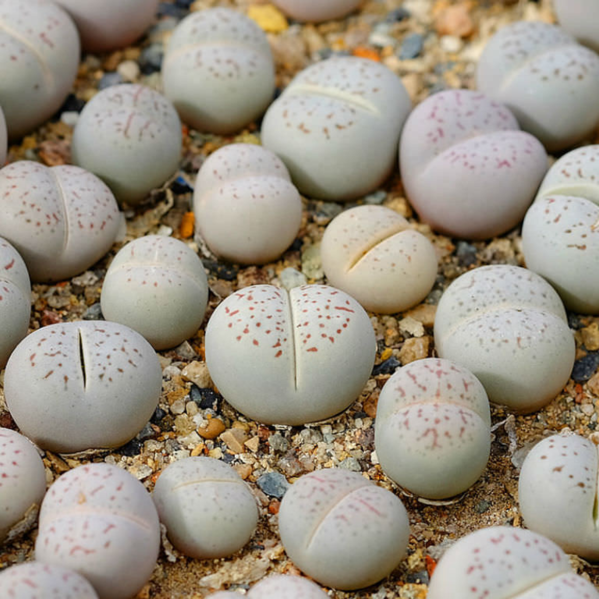 Dinteranthus Vanzylii PV644 seeds - 10