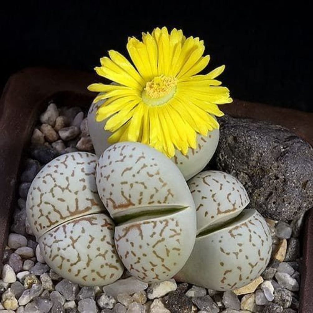 Dinteranthus Vanzylii PV644 seeds - 10