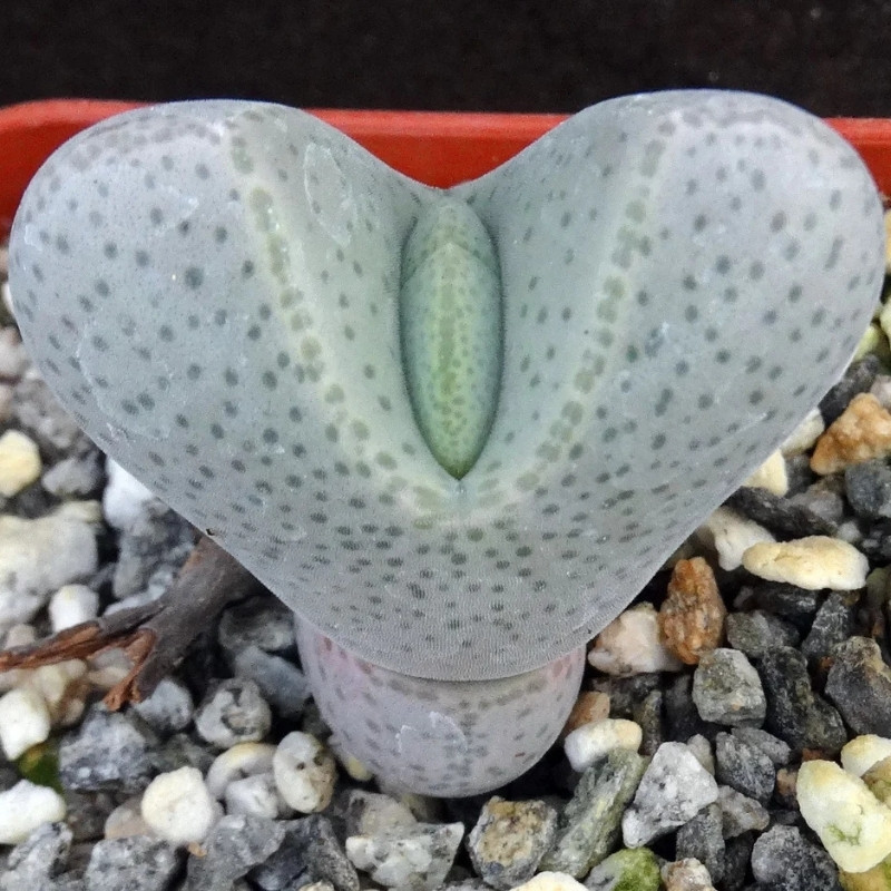 Dinteranthus microspermus v.puberulus CH1949 - 10