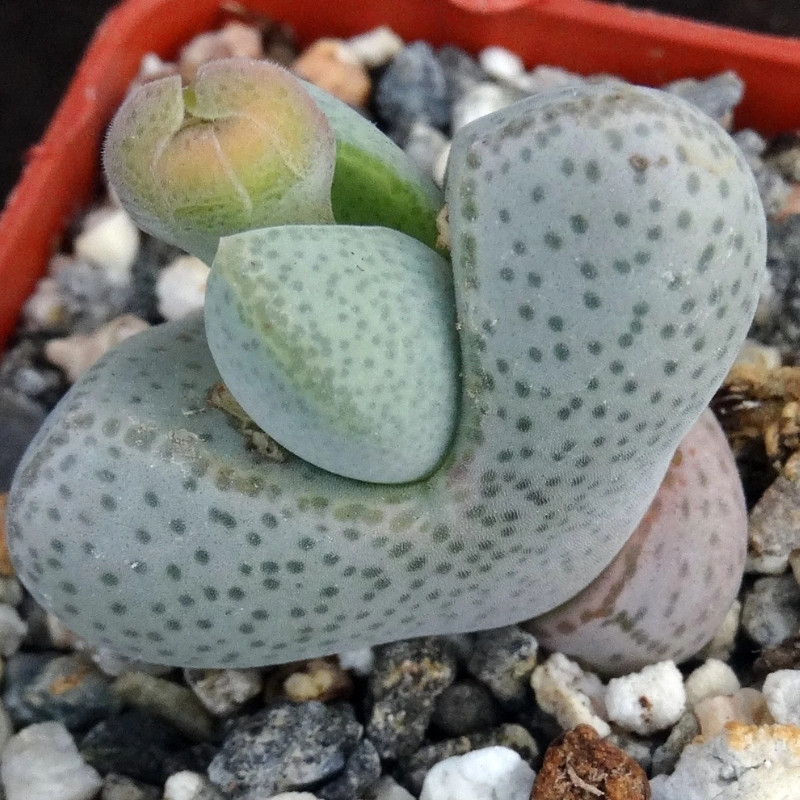 Dinteranthus microspermus v.puberulus CH1949 - 10