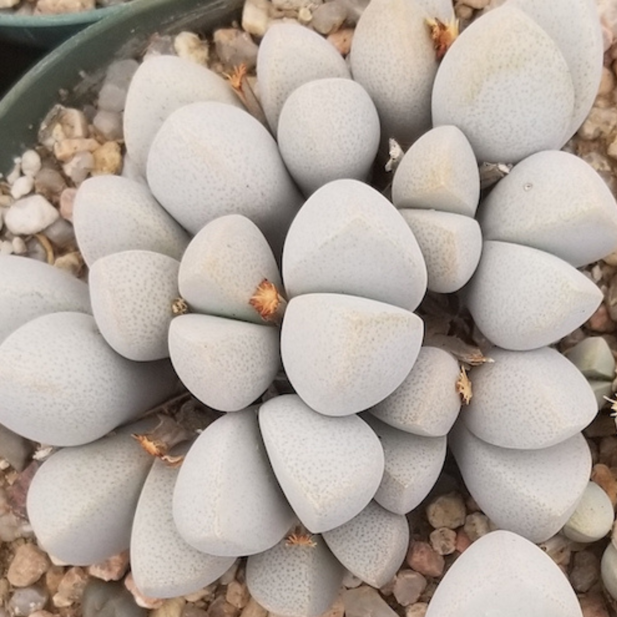 Dinteranthus microspermus v.puberulus CH1949 - 10