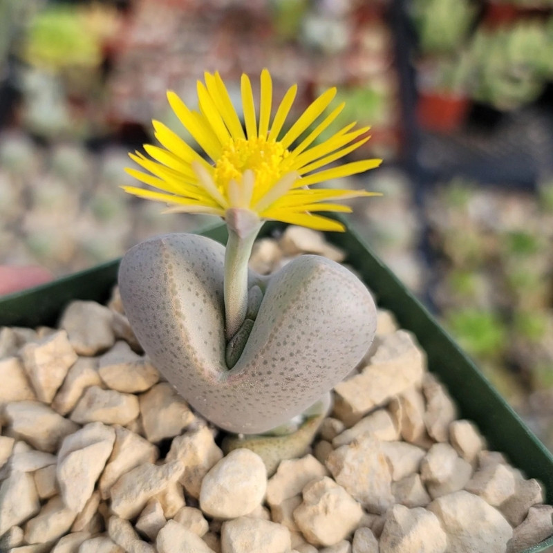Dinteranthus microspermus v.puberulus CH1949 - 10