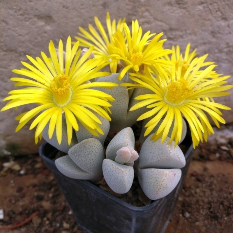 Dinteranthus microspermus v.puberulus CH1949 - 10