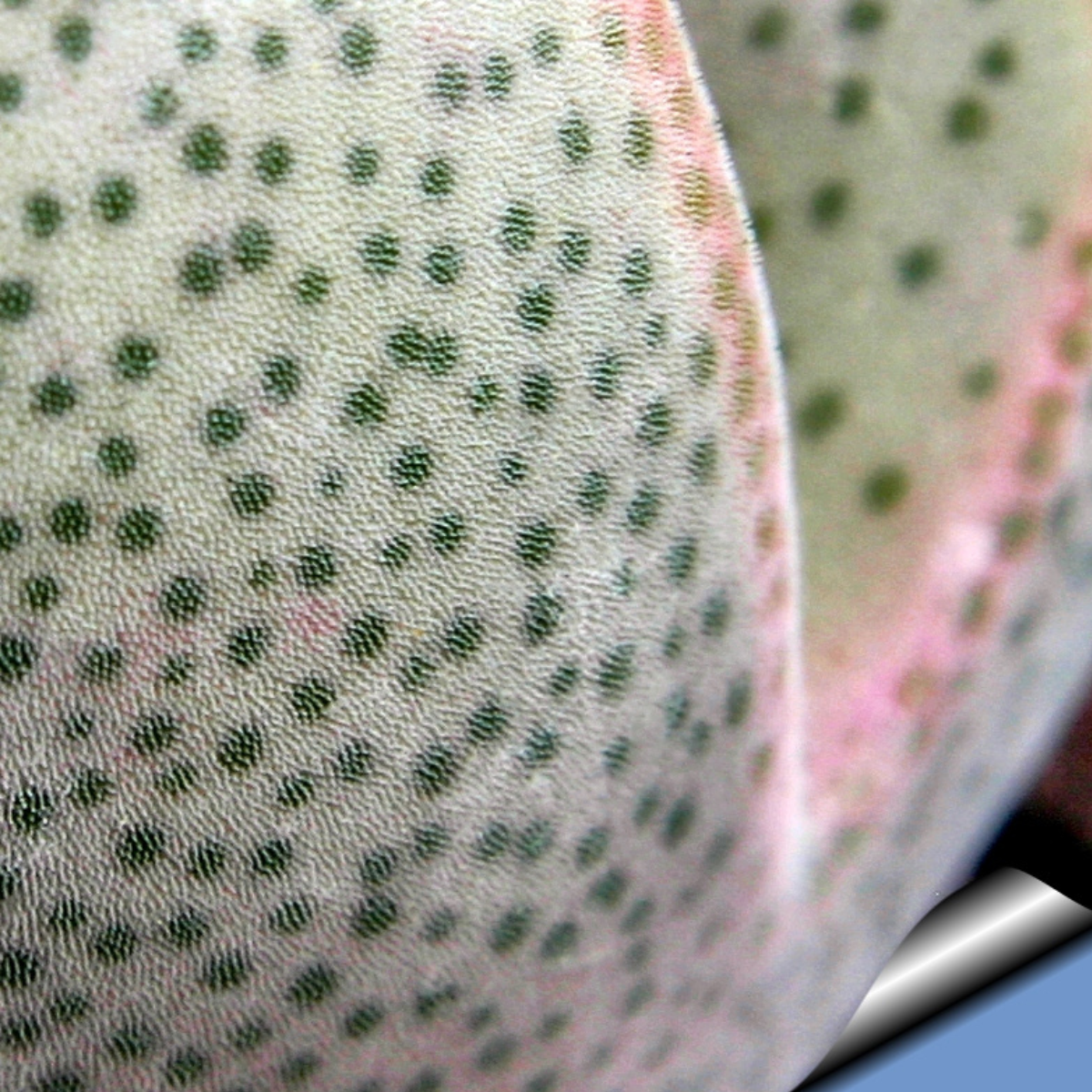 Dinteranthus microspermus v.puberulus CH1949 - 10