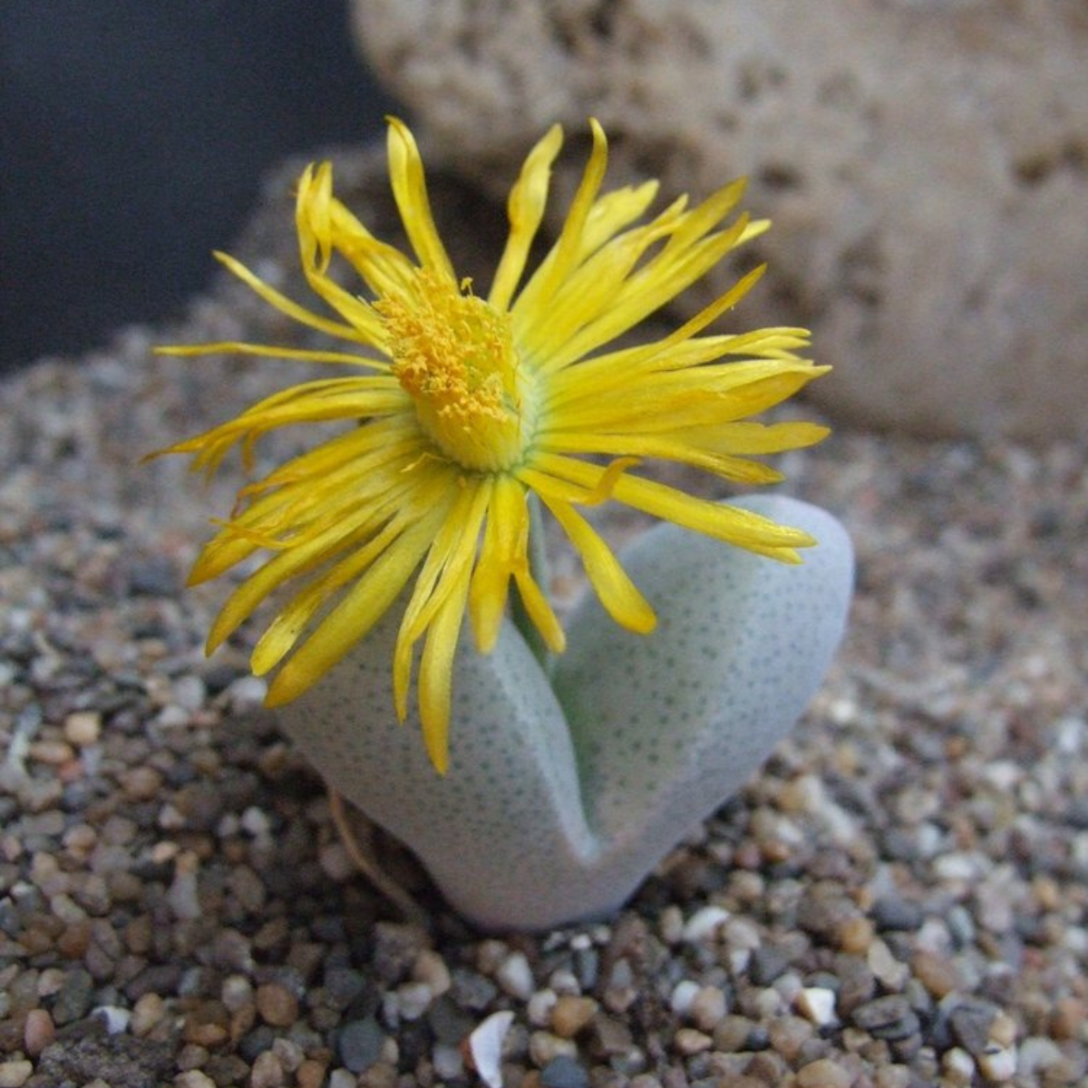 Dinteranthus microspermus v.puberulus CH1949 - 10