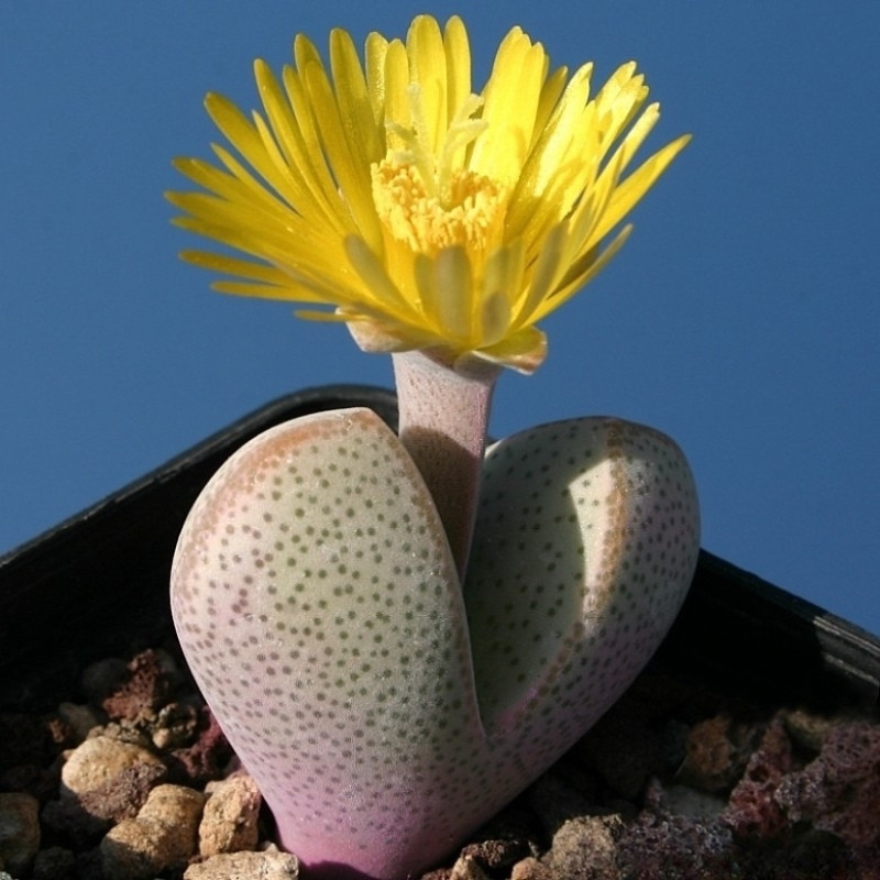 Dinteranthus microspermus v.puberulus CH1949 - 10