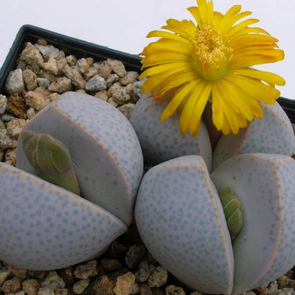 Dinteranthus microspermus v.puberulus CH1949 - 10
