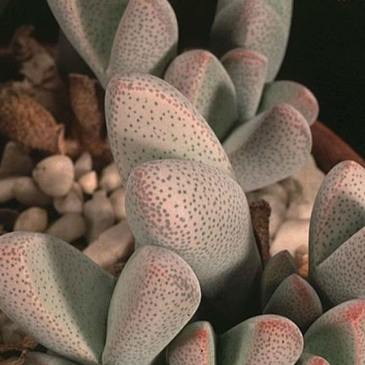 Dinteranthus microspermus v.puberulus CH1949 - 10