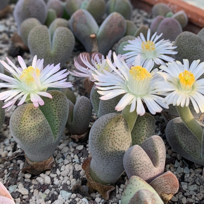 Dinteranthus microspermus v.puberulus CH1949 - 10