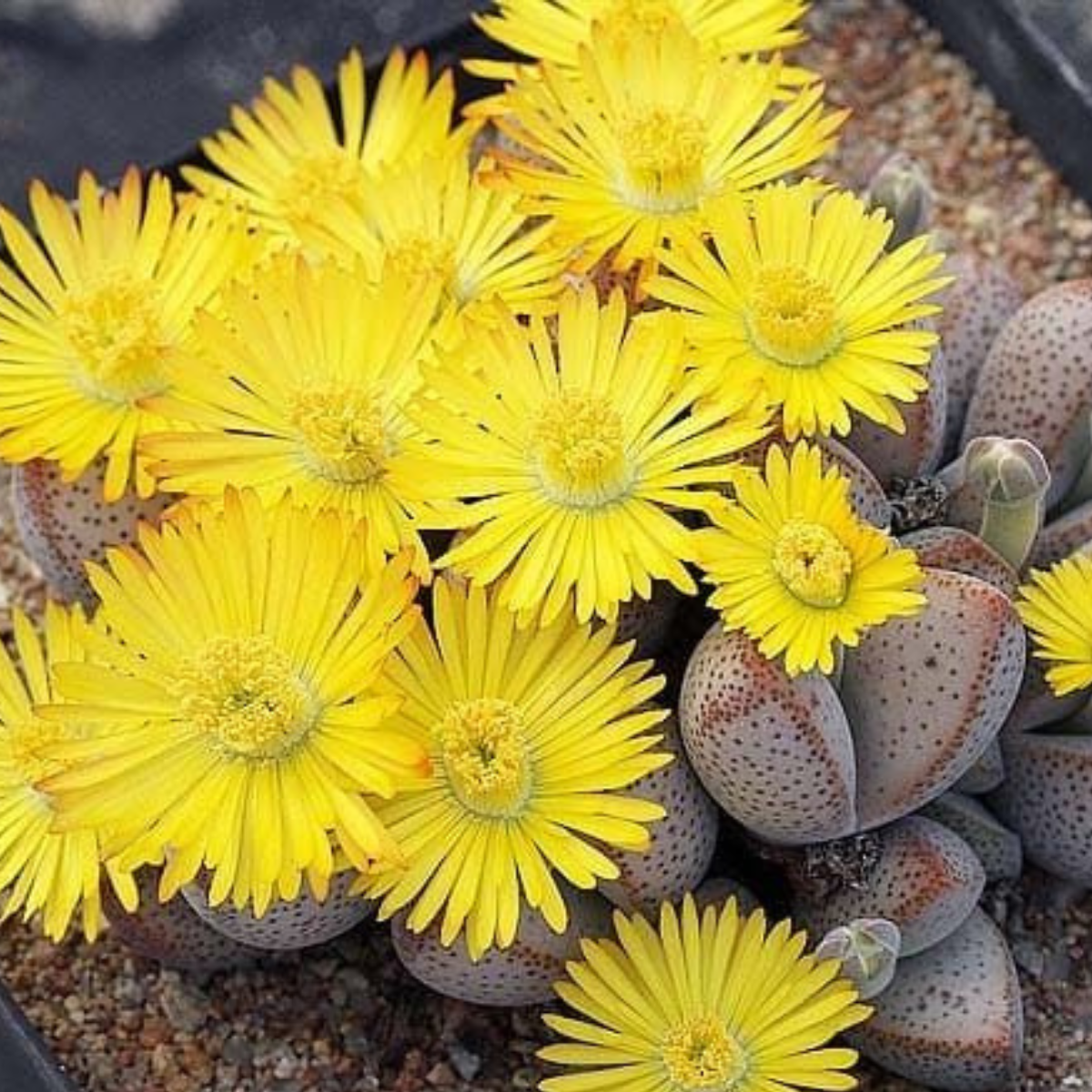 Dinteranthus microspermus v.puberulus CH1949 - 10