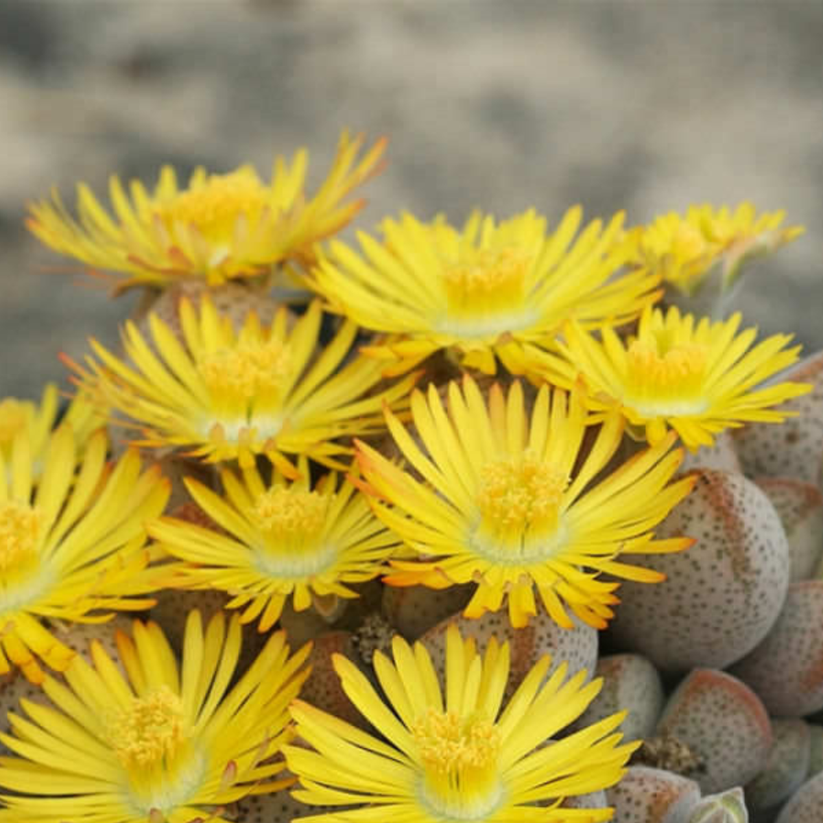 Dinteranthus microspermus v.puberulus CH1949 - 10