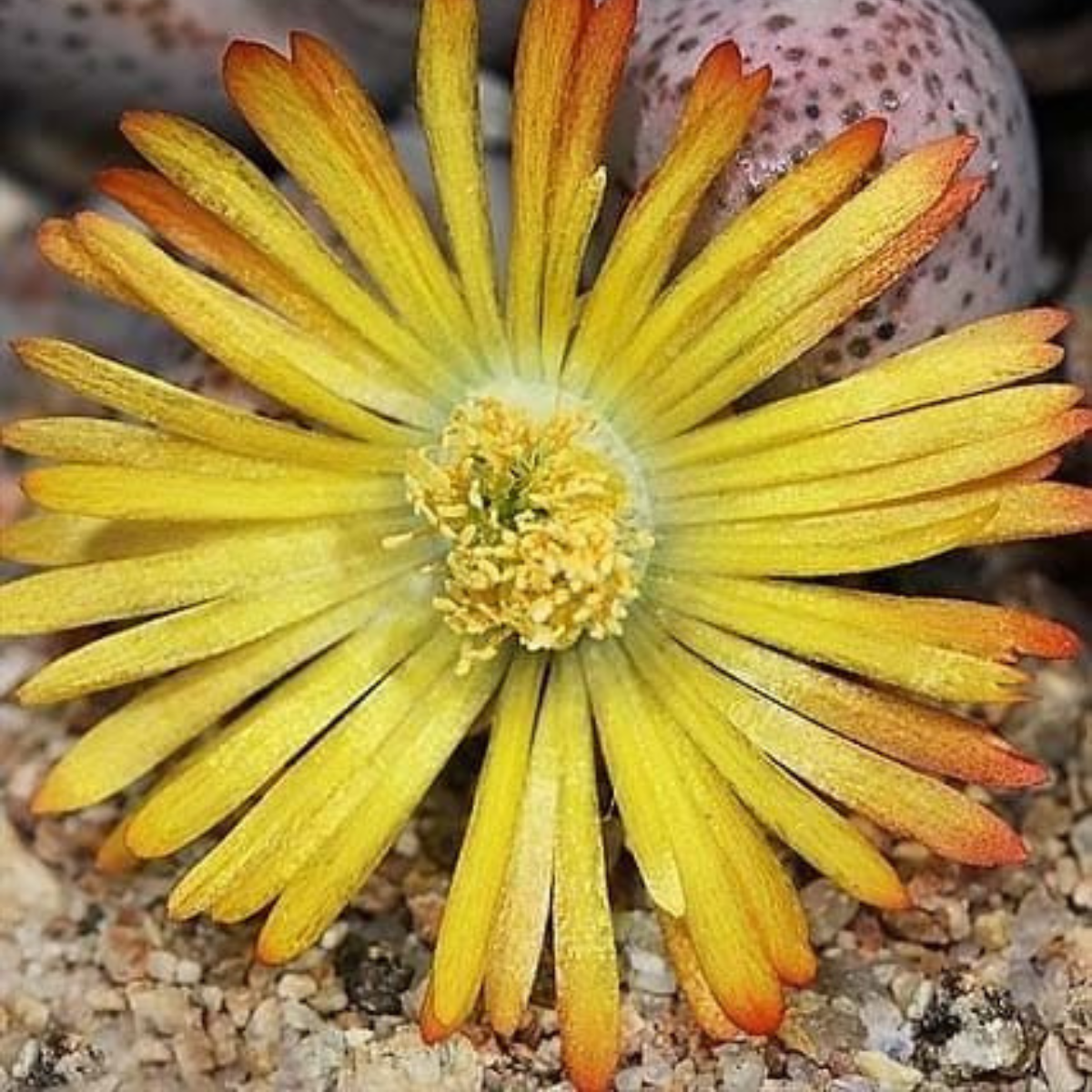 Dinteranthus microspermus v.puberulus CH1949 - 10