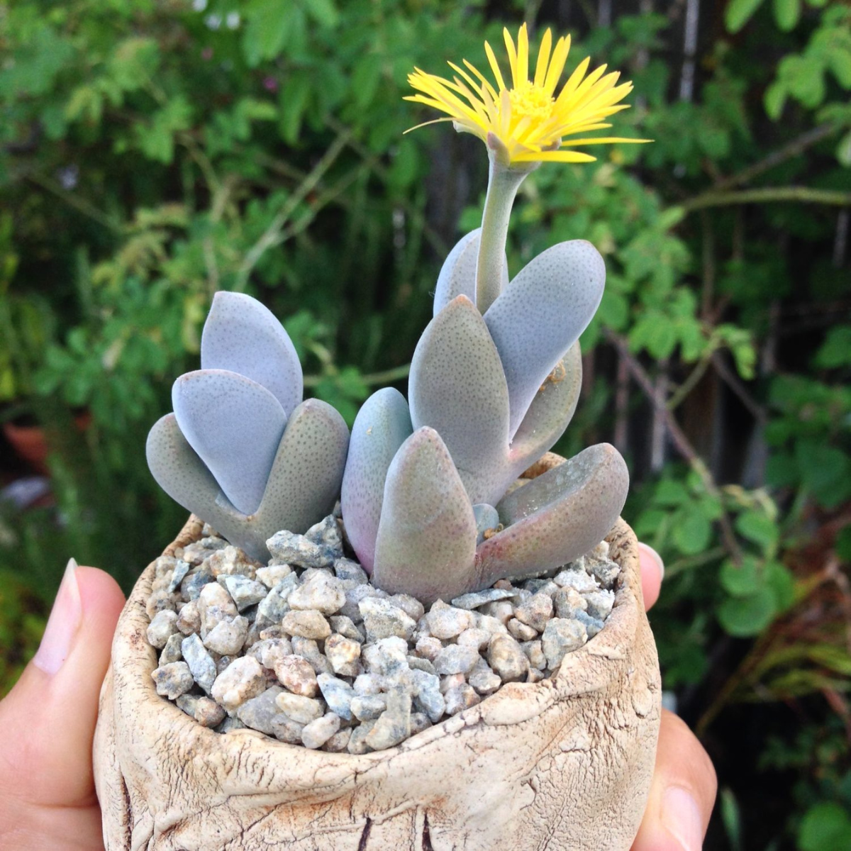 Dinteranthus microspermus v.puberulus CH1949 - 10