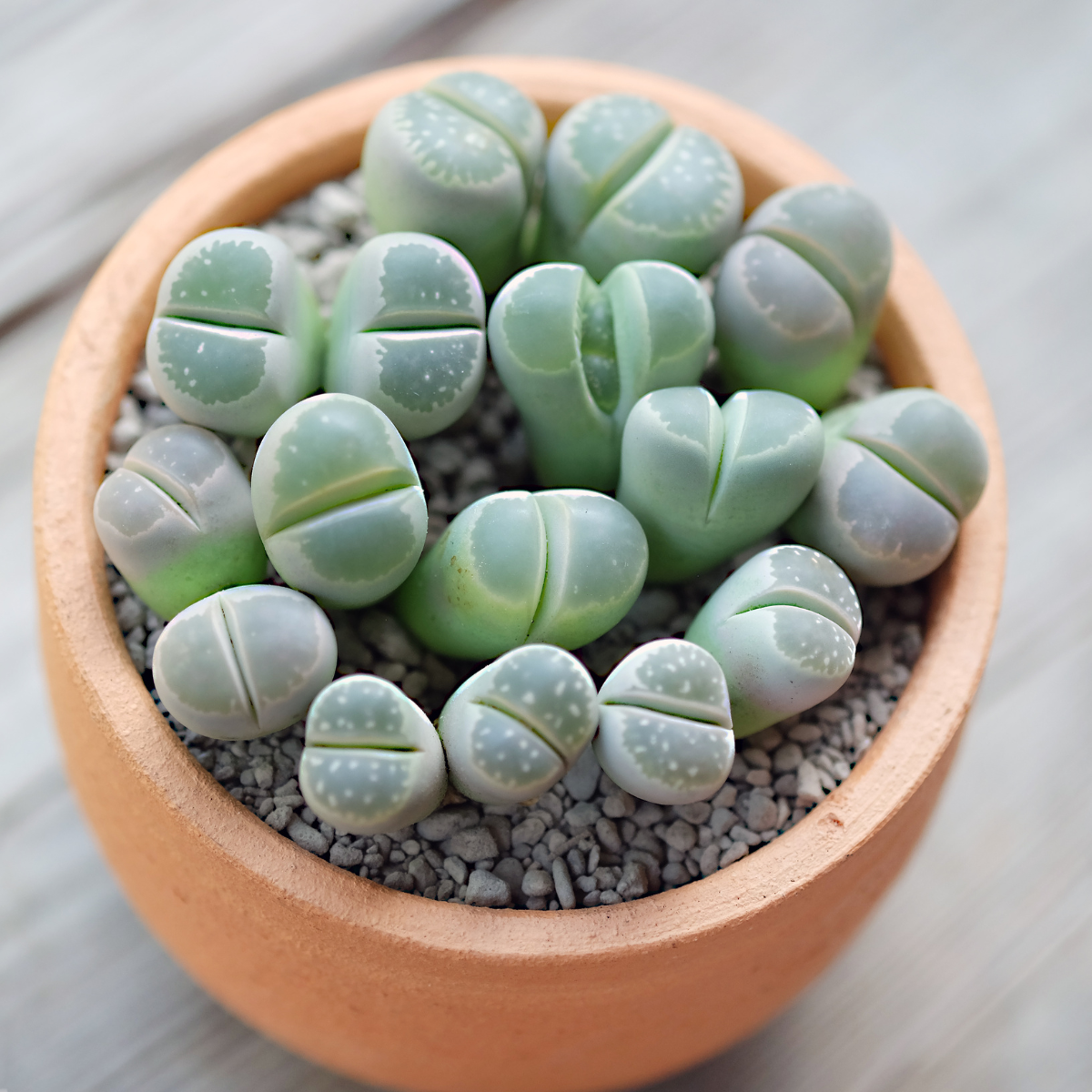 Lithops Terricolor seeds - 10