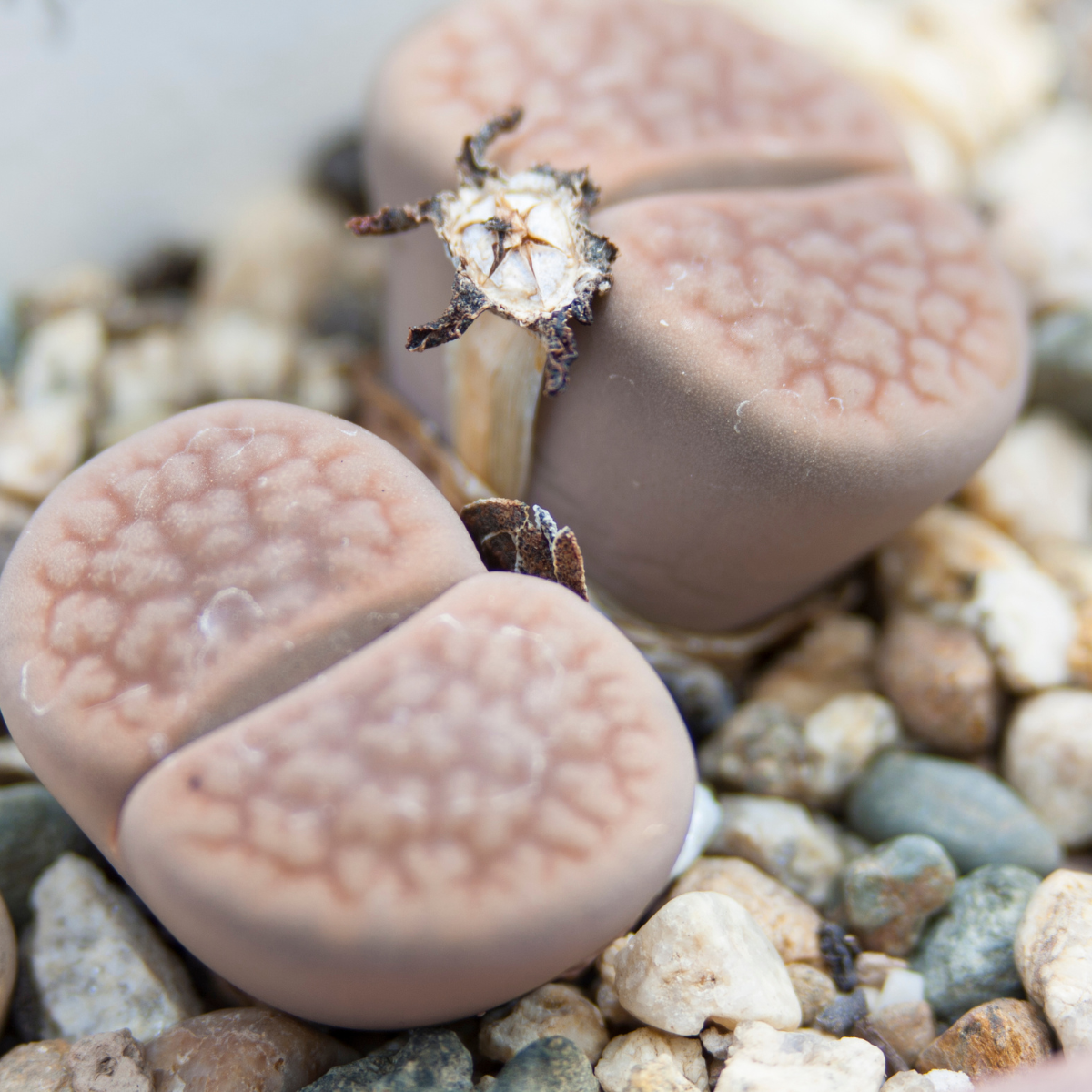 Lithops Terricolor seeds - 10