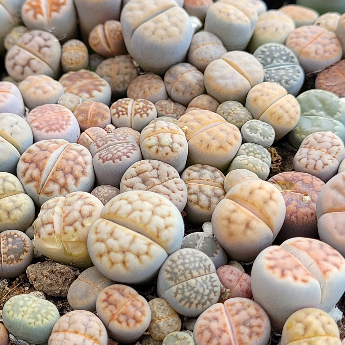 Lithops Terricolor seeds - 10