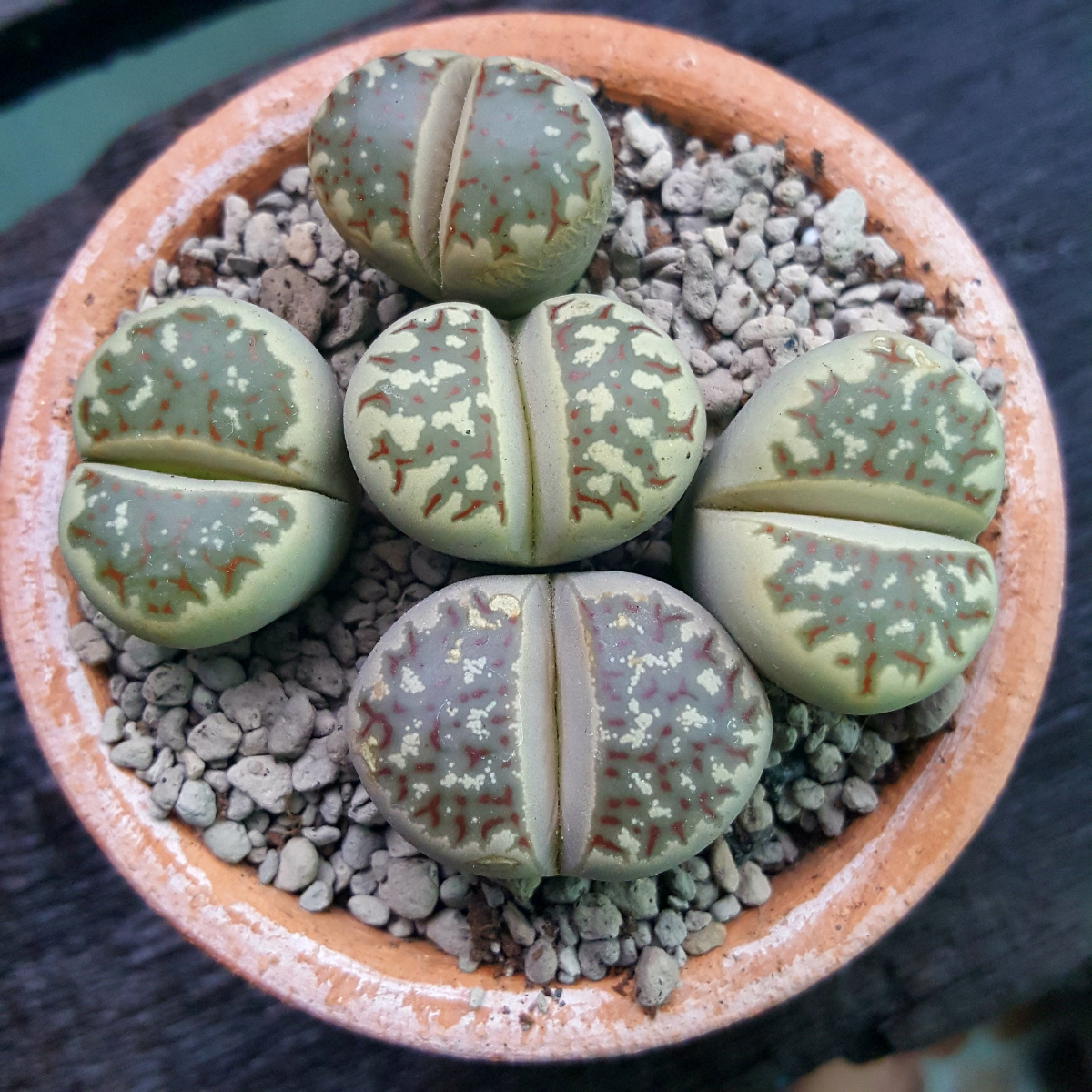 Lithops Terricolor seeds - 10