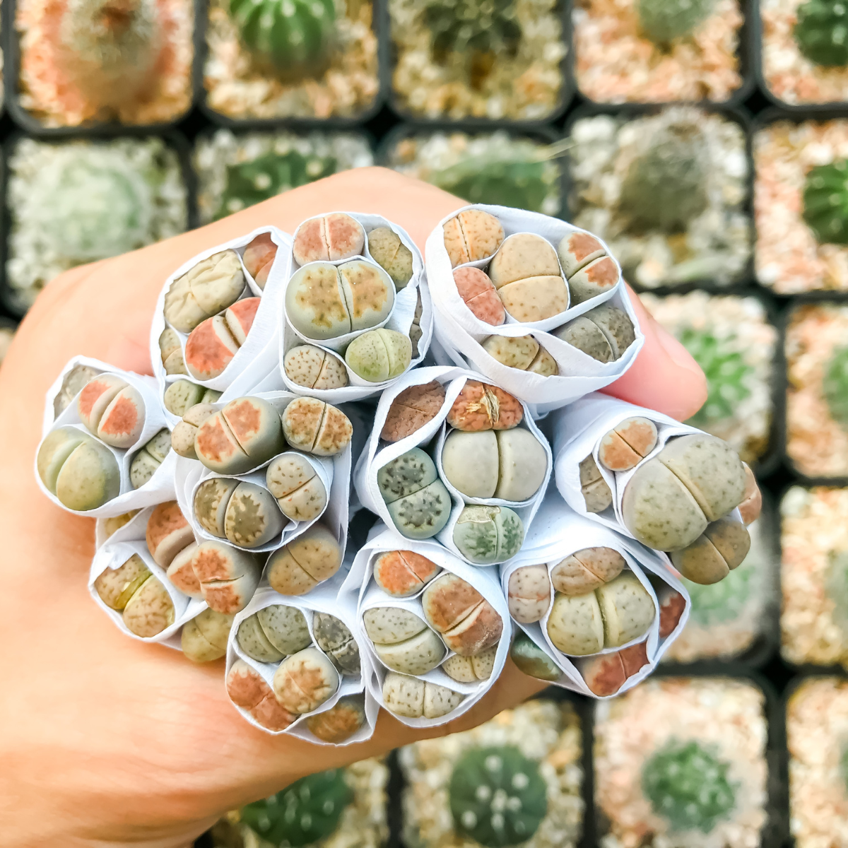 Lithops Terricolor seeds - 10