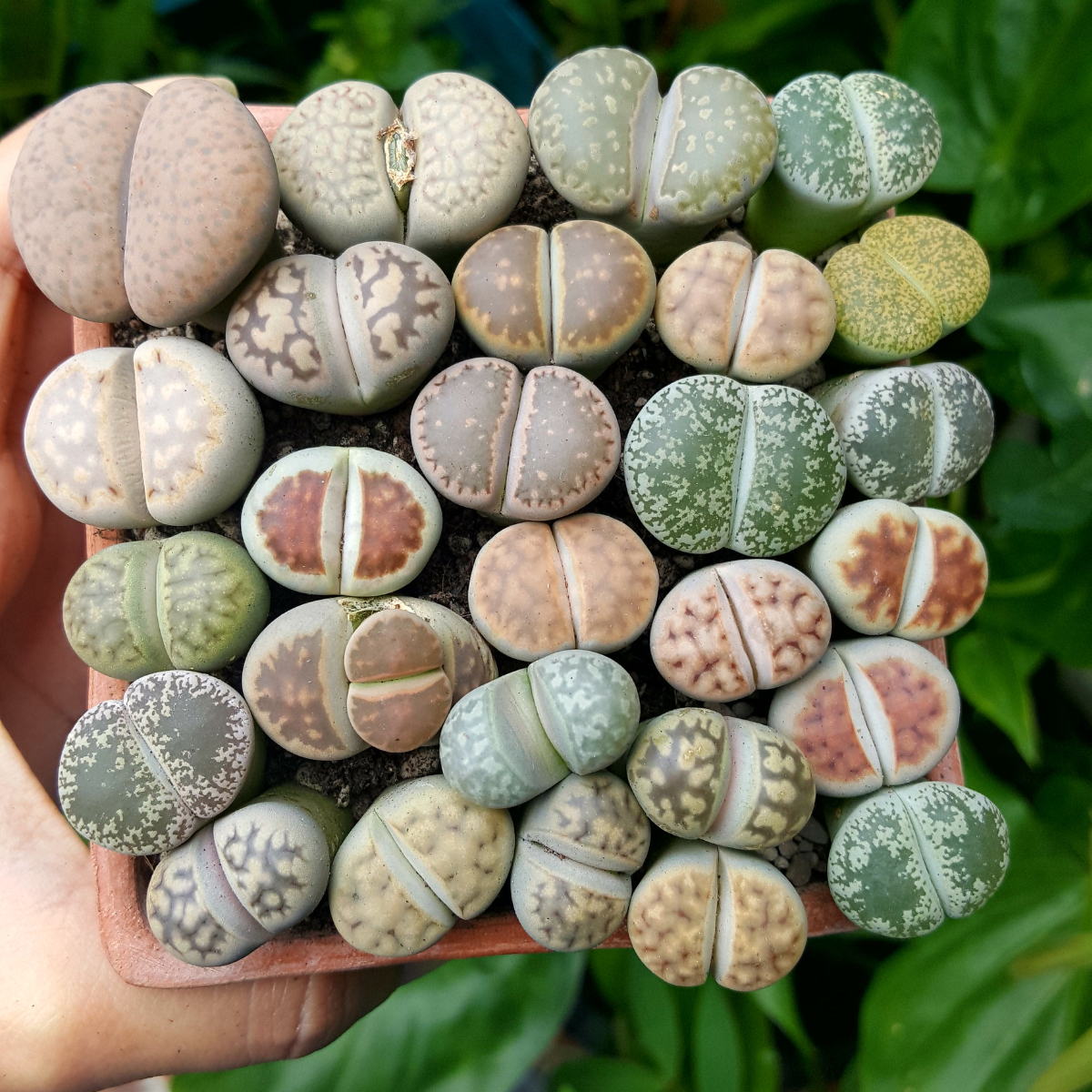 Lithops Terricolor seeds - 10