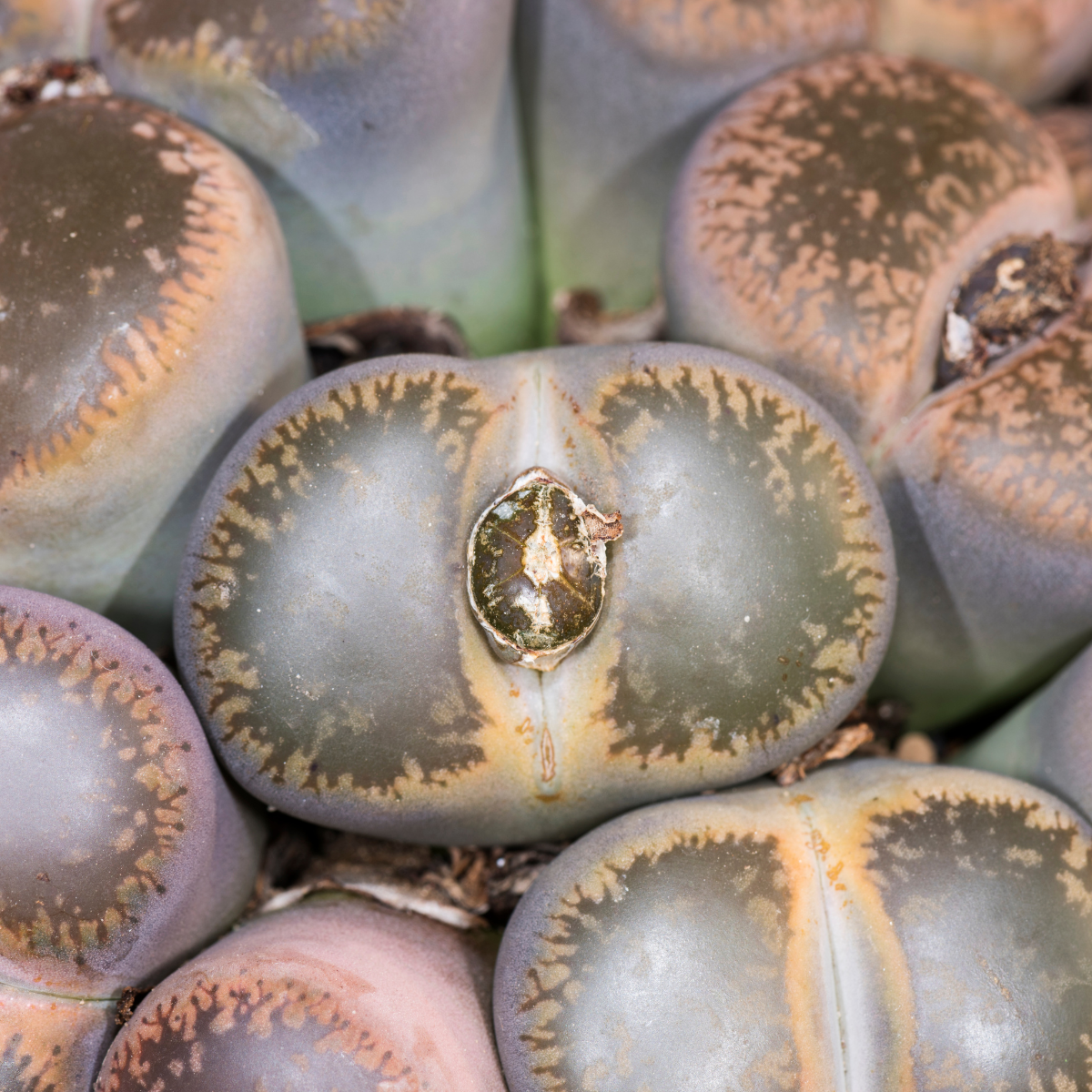 Lithops Terricolor seeds - 10