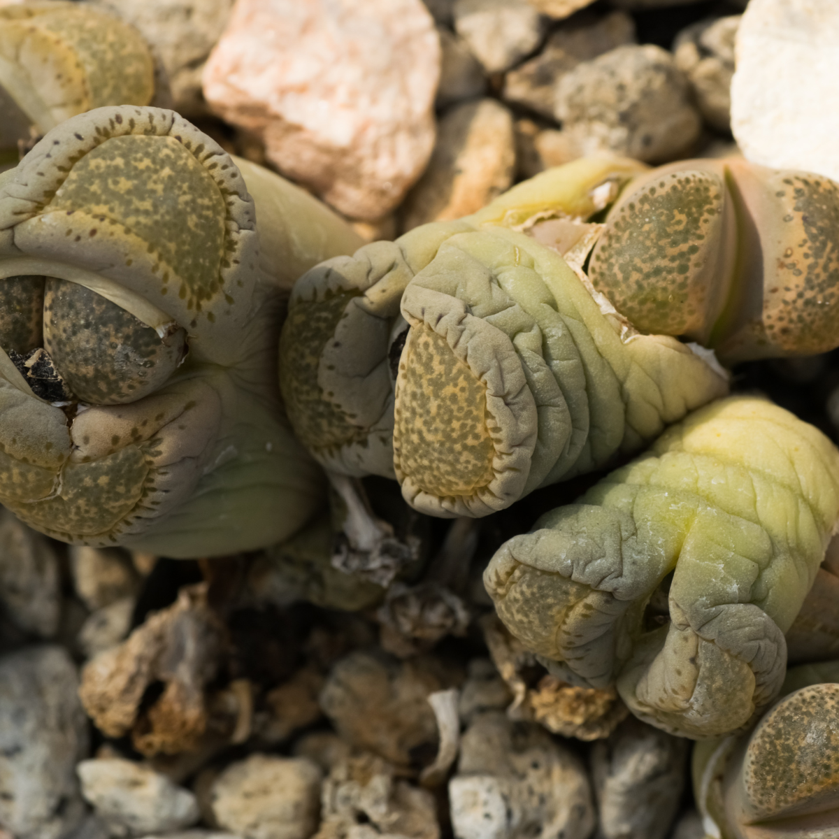 Lithops Terricolor seeds - 10