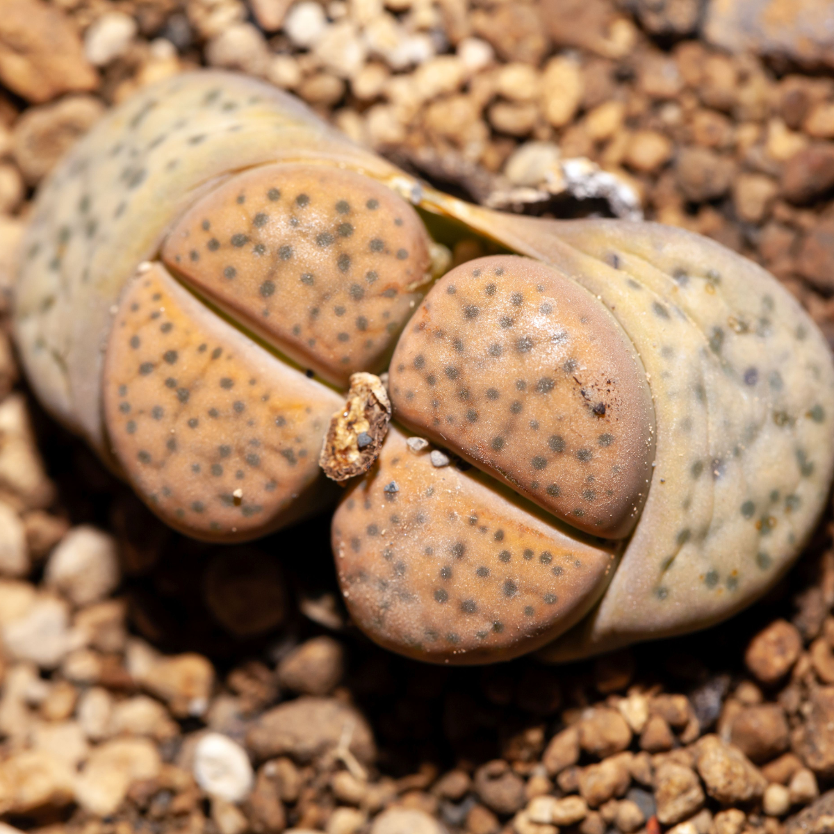 Lithops Terricolor seeds - 10