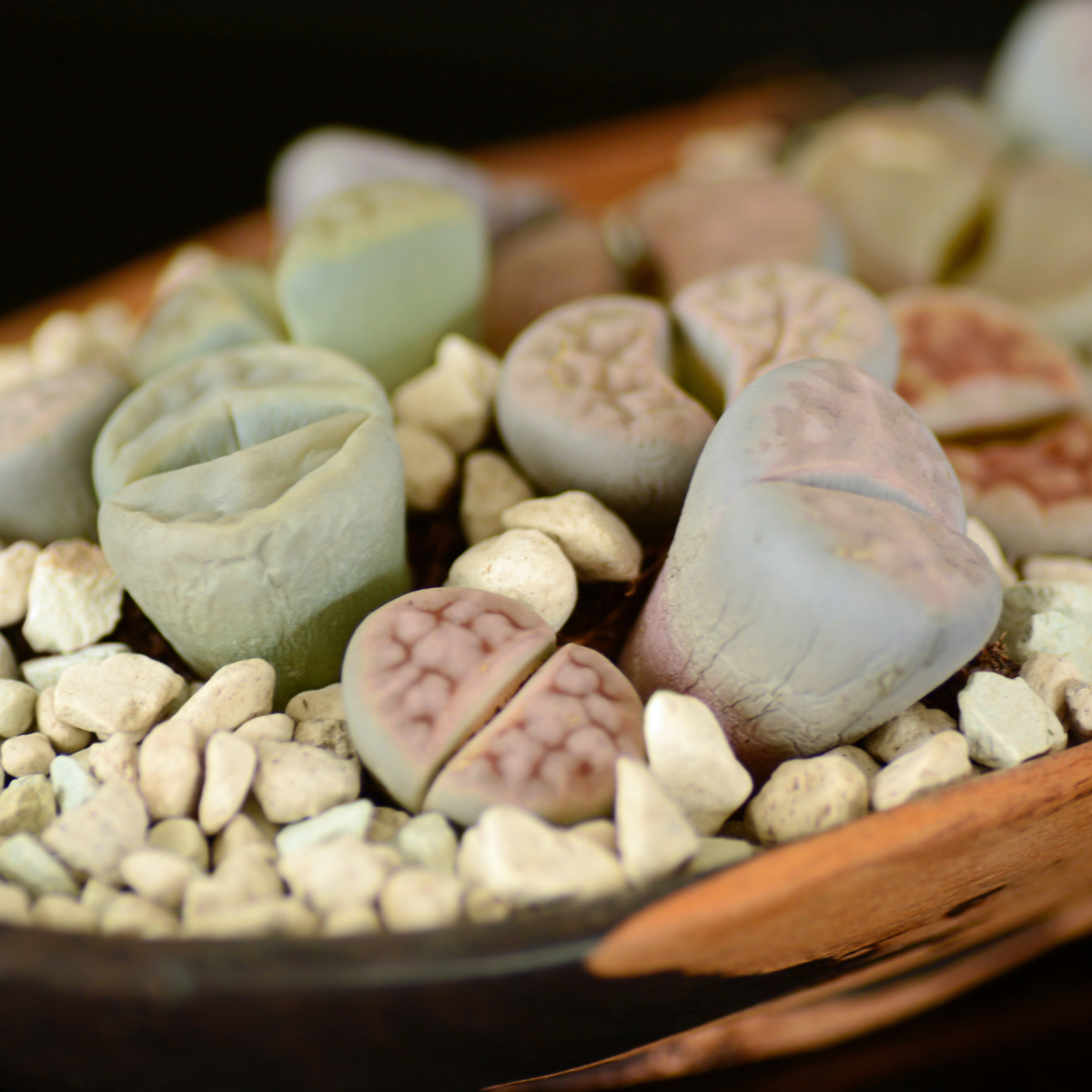 Lithops Terricolor seeds - 10