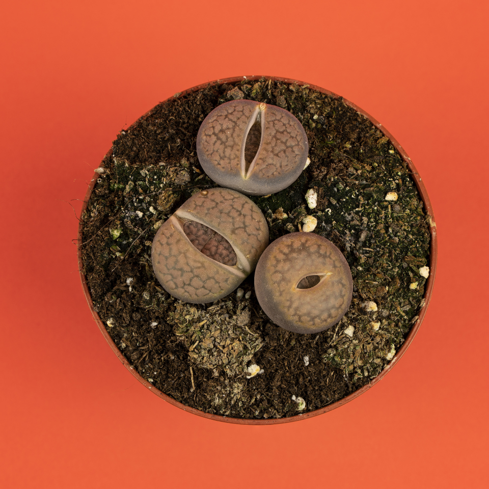 Lithops Pseudotruncatella Mix seeds - 10