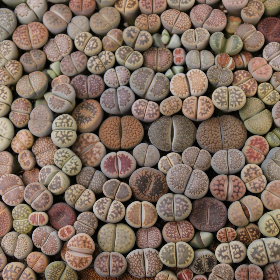 Lithops Pseudotruncatella Mix seeds - 10