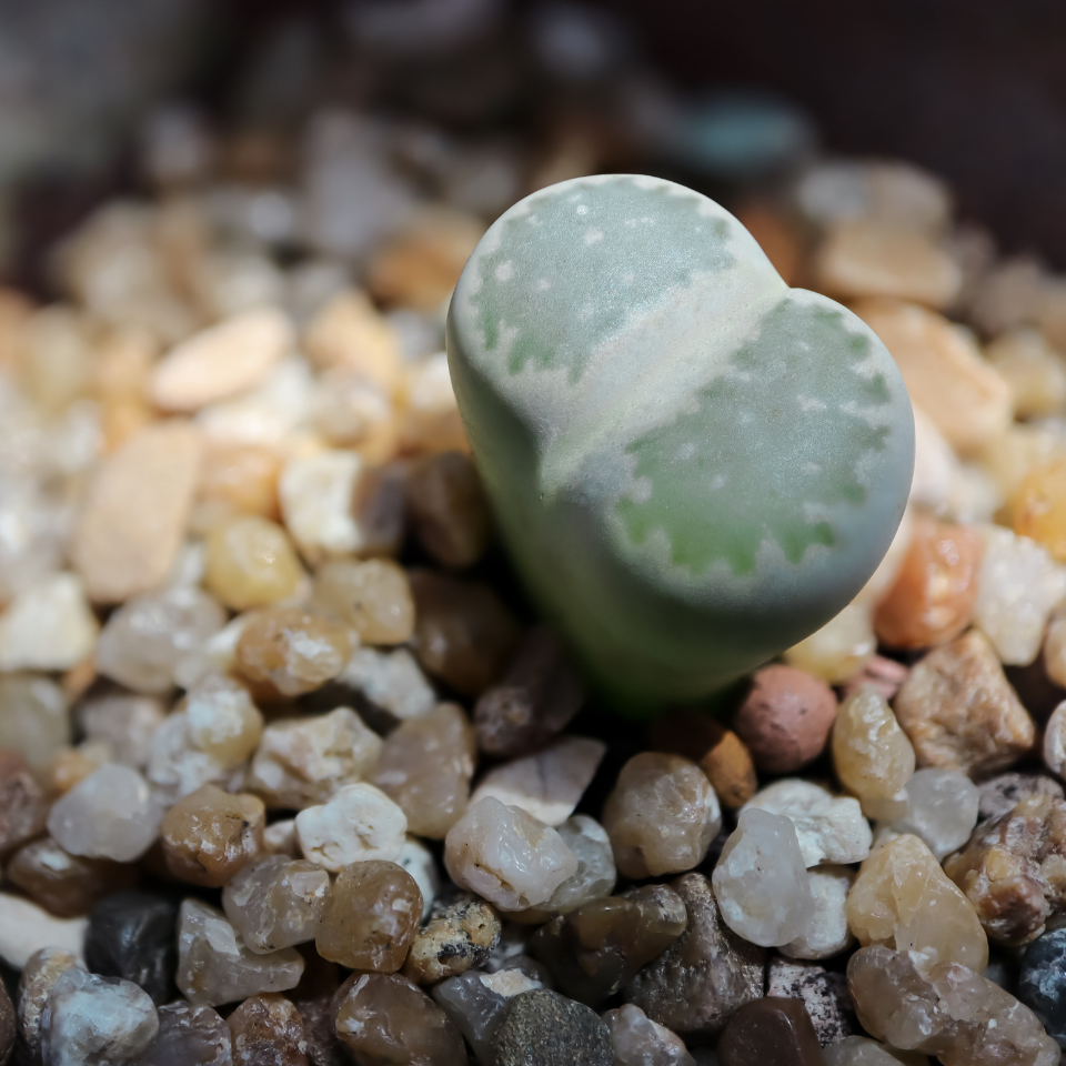 Lithops Pseudotruncatella Mix seeds - 10