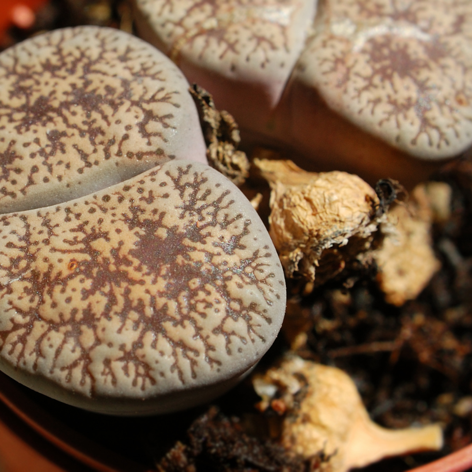 Lithops Pseudotruncatella Mix seeds - 10