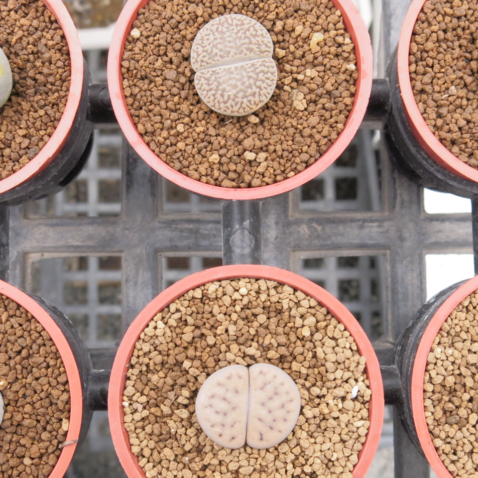 Lithops Pseudotruncatella Mix seeds - 10