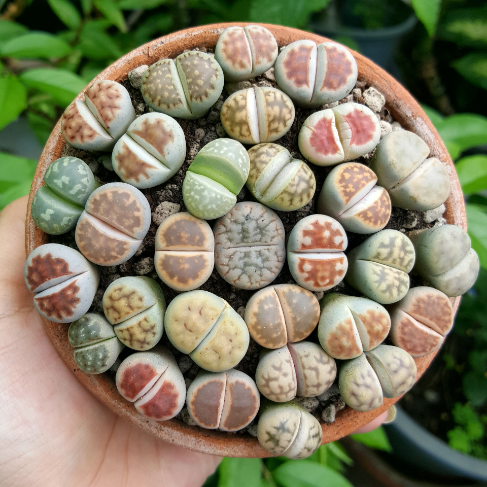 Lithops Schwantesii Mix seeds - 10