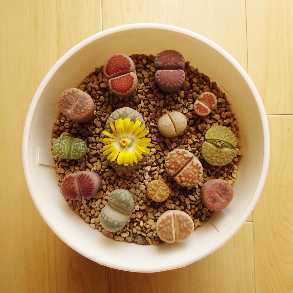 Lithops Schwantesii Mix seeds - 10