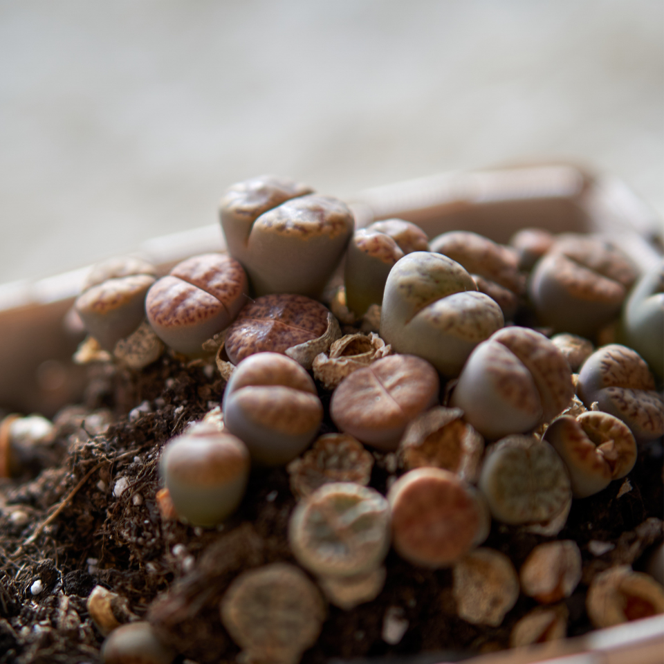Lithops Schwantesii Mix seeds - 10