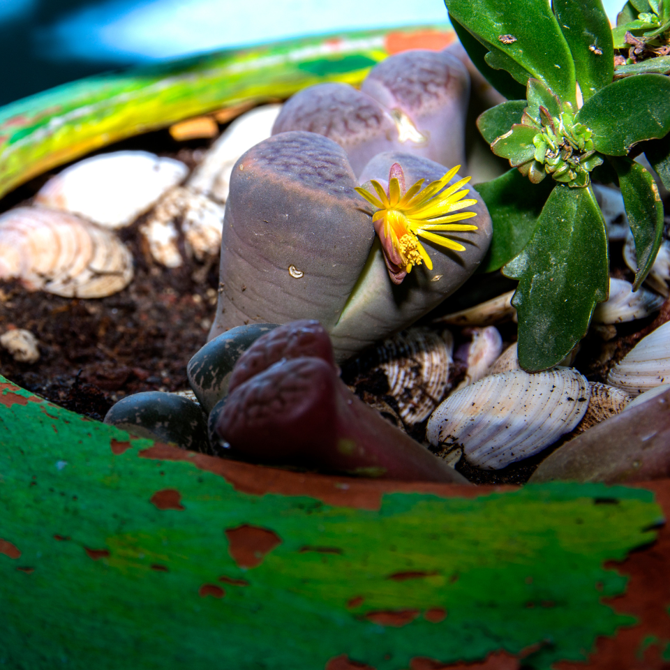 Lithops Schwantesii Mix seeds - 10