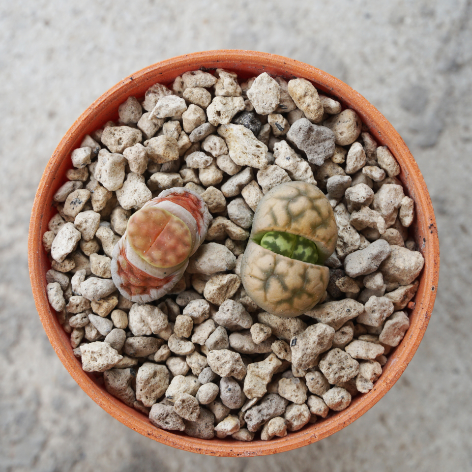 Lithops Schwantesii Mix seeds - 10