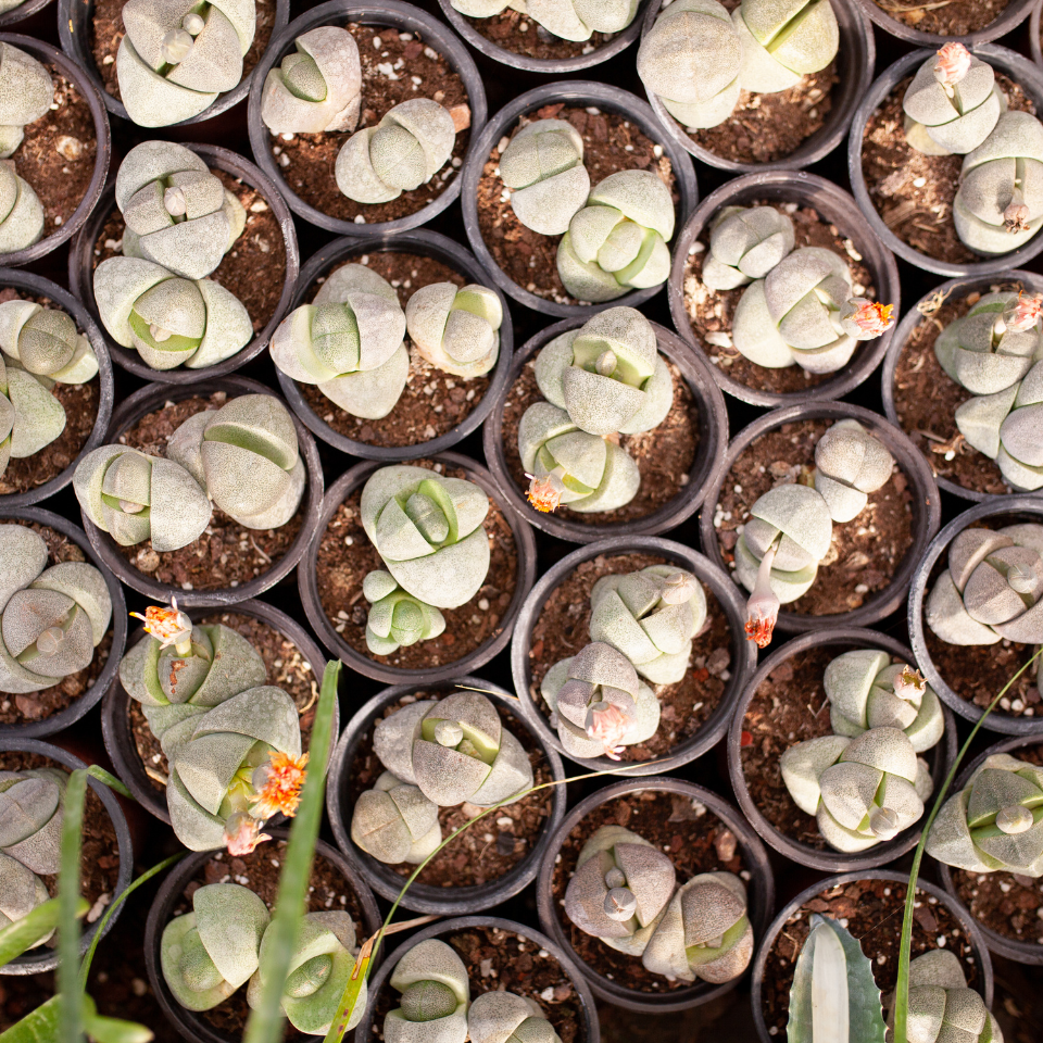 Lithops Schwantesii Mix seeds - 10