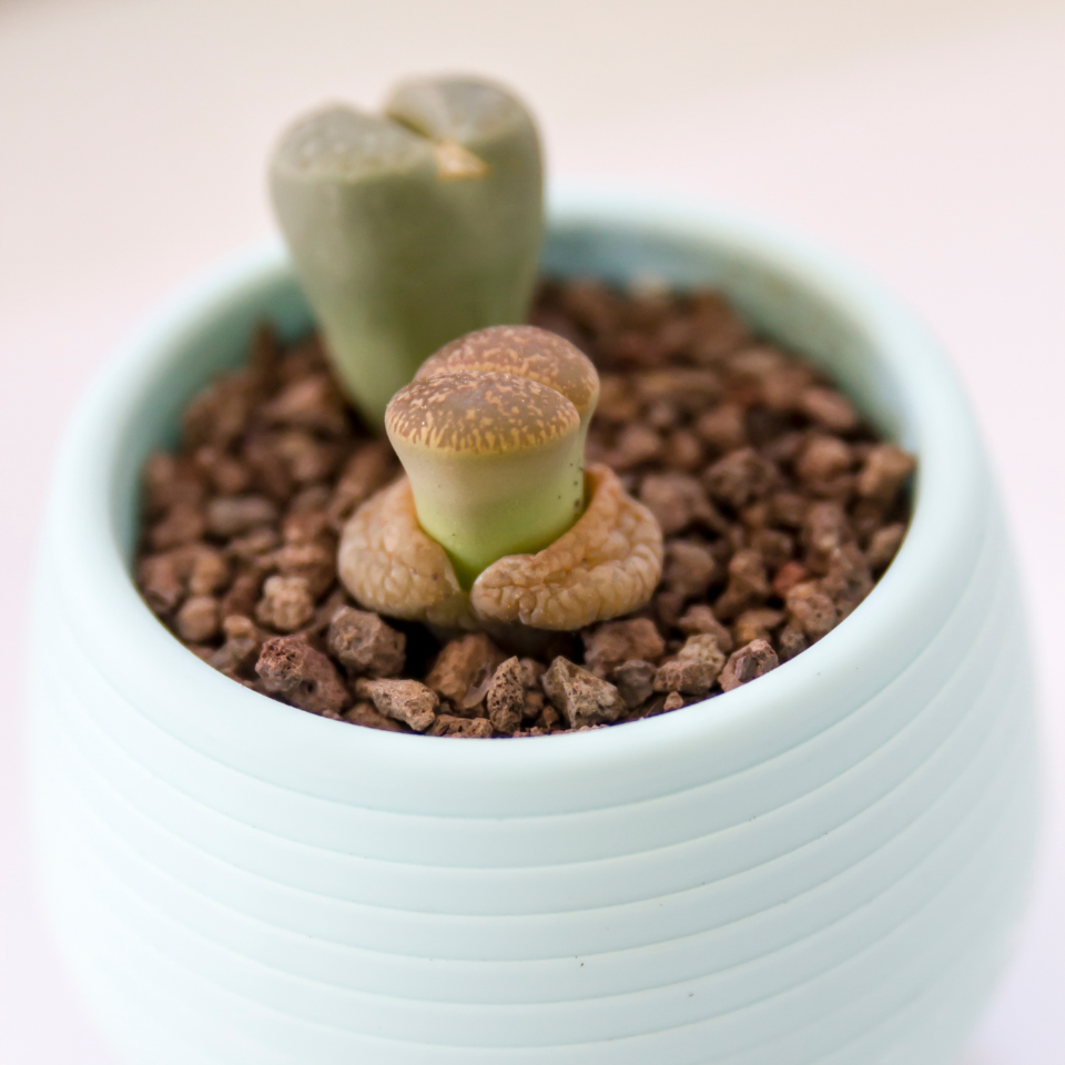 Lithops Bromfieldii Mix seeds - 10