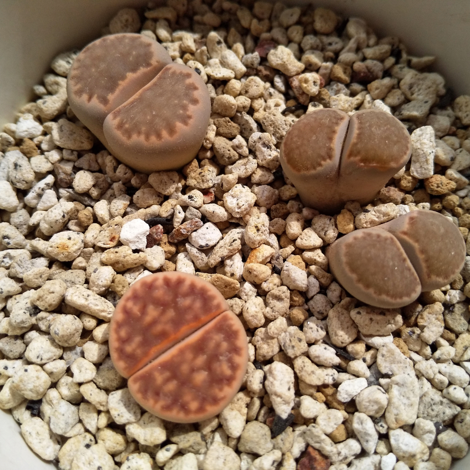 Lithops Bromfieldii Mix seeds - 10