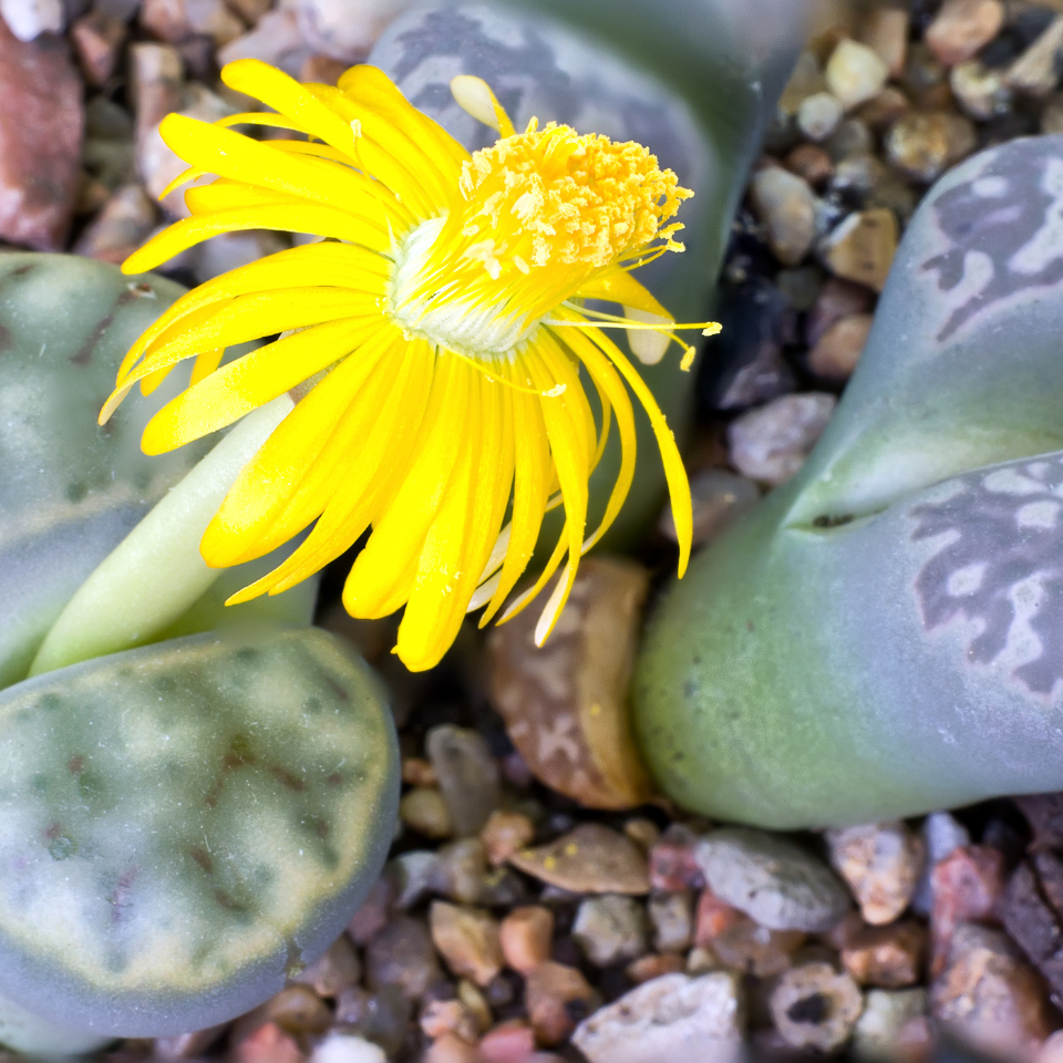Lithops Bromfieldii Mix seeds - 10