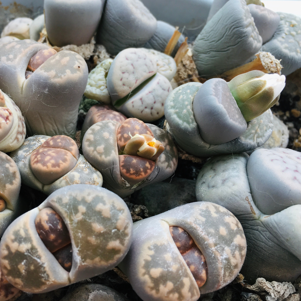 Lithops Bromfieldii Mix seeds - 10