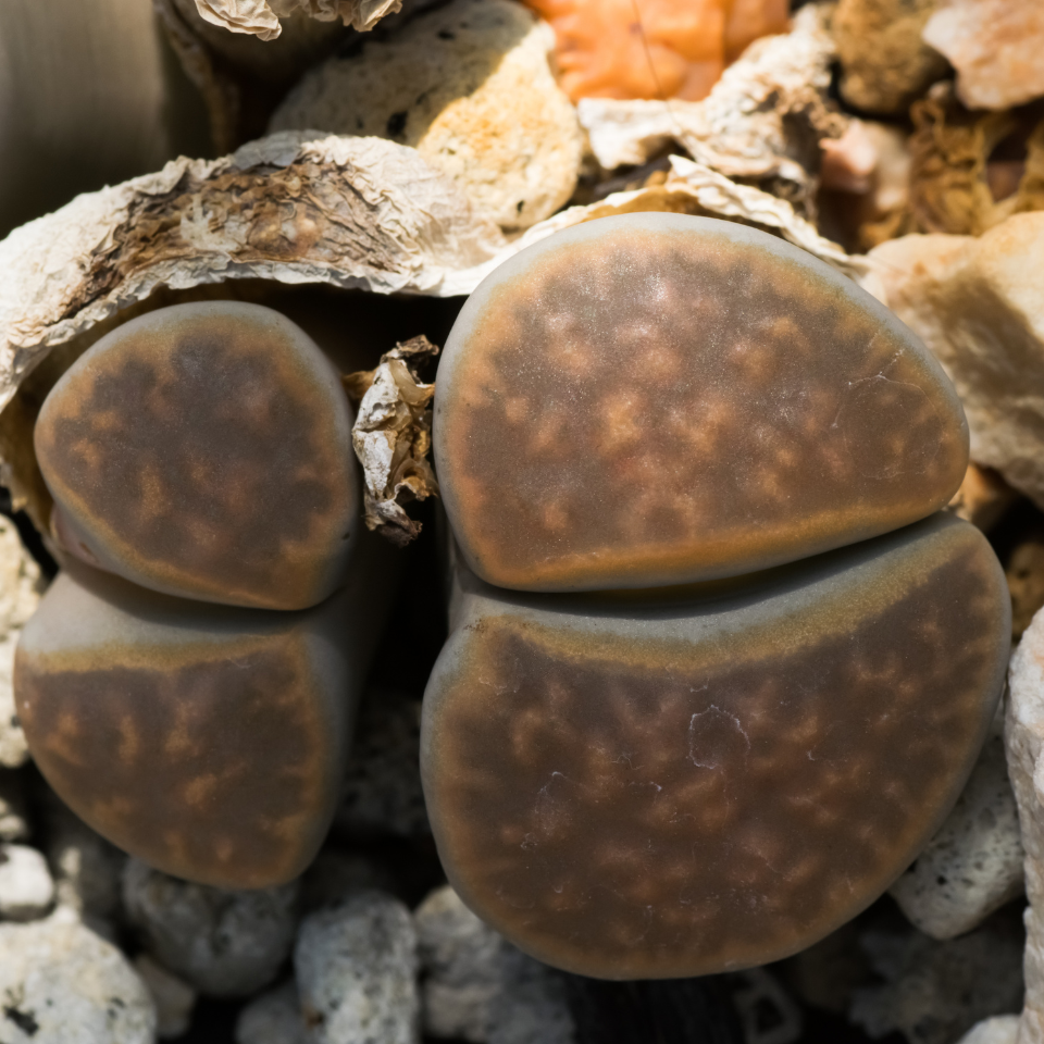 Lithops Bromfieldii Mix seeds - 10