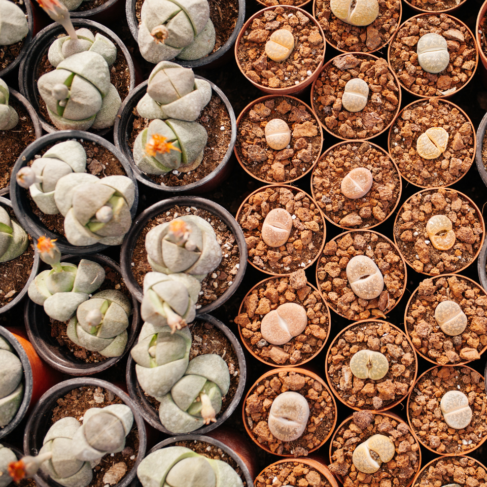 Lithops Bromfieldii Mix seeds - 10