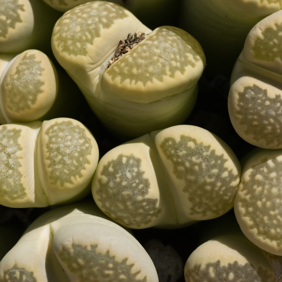 Lithops Bromfieldii Mix seeds - 10