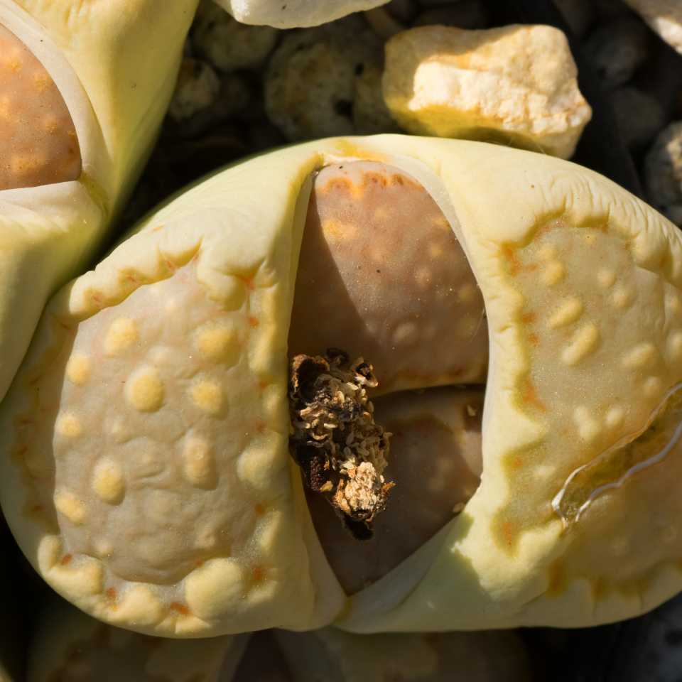 Lithops Bromfieldii Mix seeds - 10