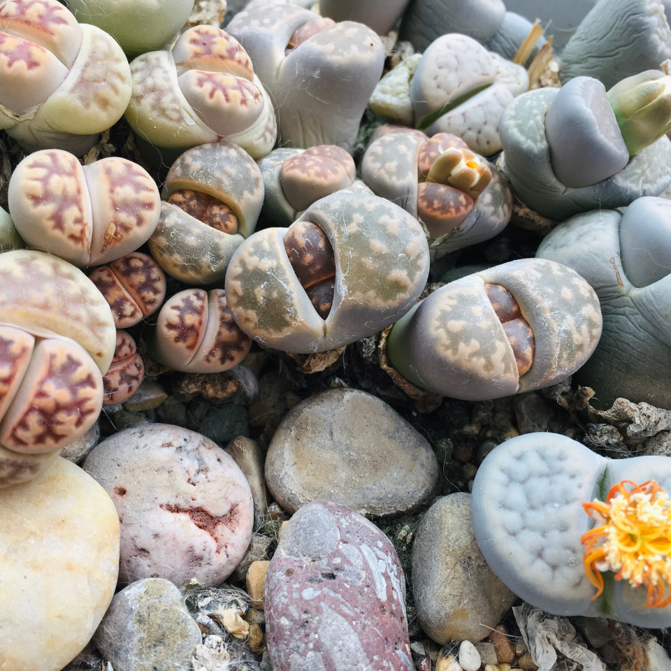 Lithops Bromfieldii Mix seeds - 10