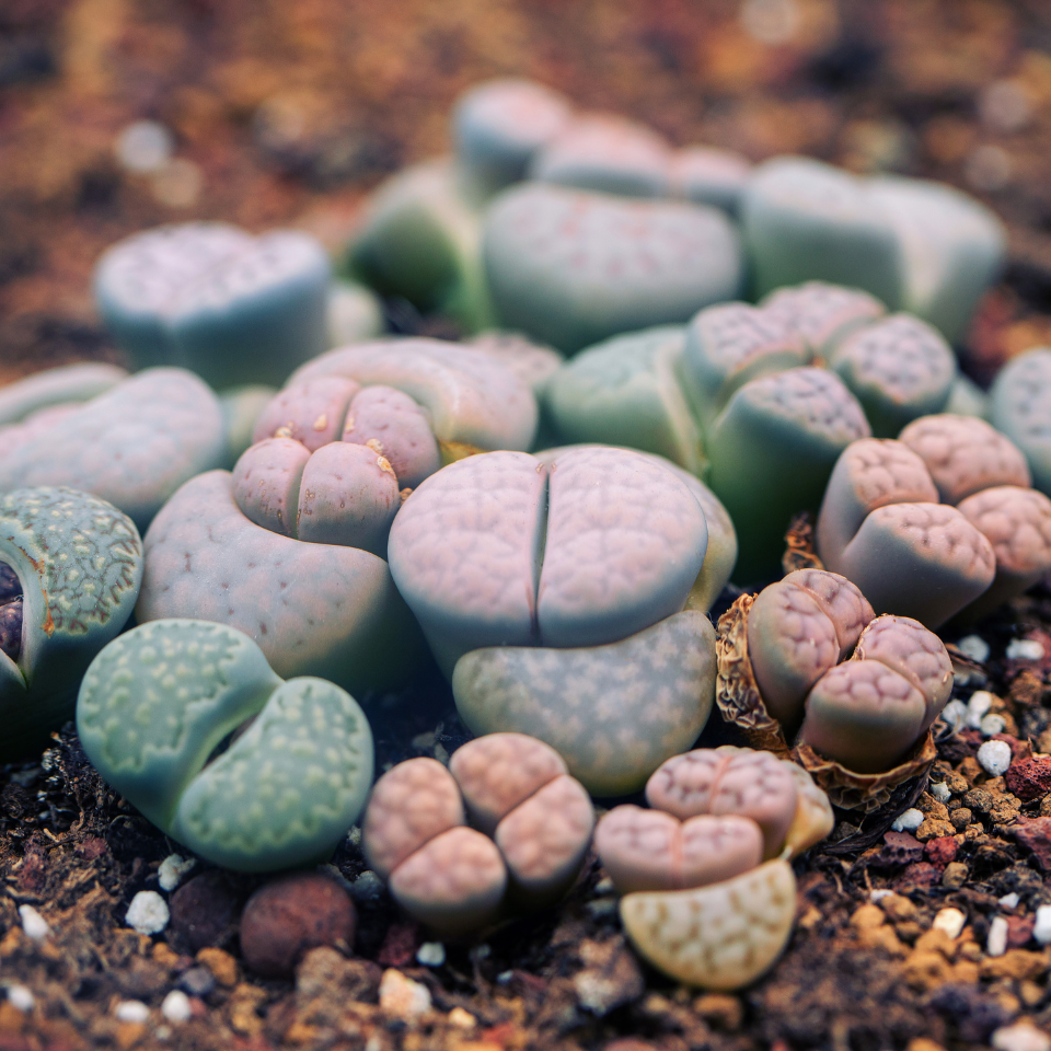 Lithops Hallii Mix seeds - 10