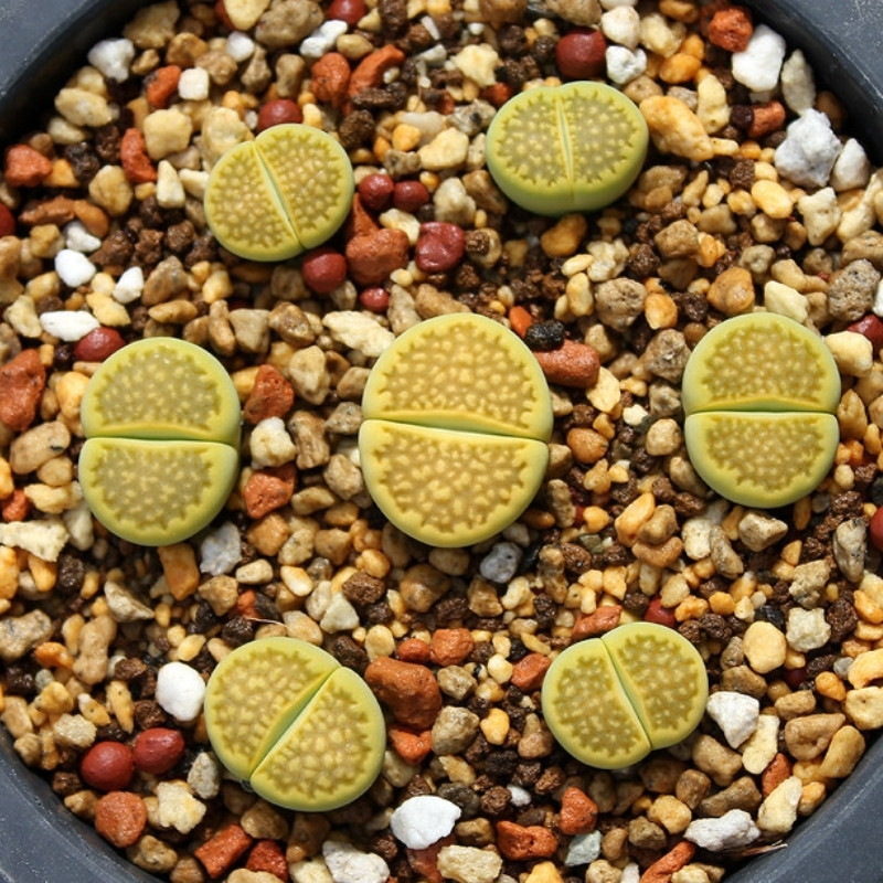 Lithops Hallii Mix seeds - 10